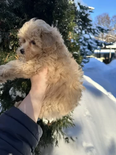 Мальчики мелкий стандарт