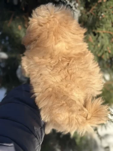 Мини мальчик