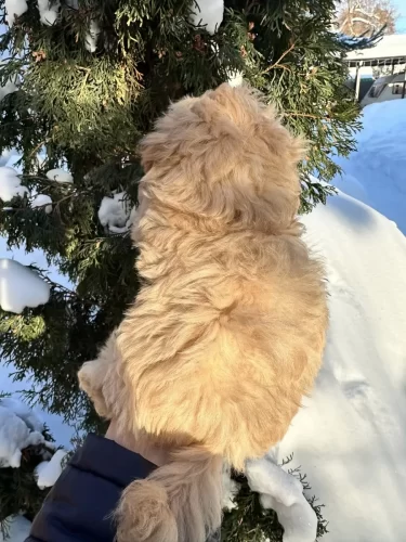 Мальчики мелкий стандарт