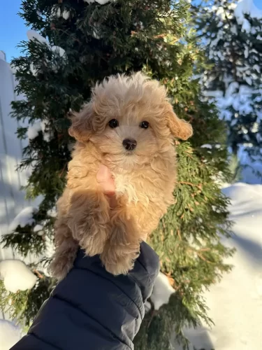 Мини мальчик