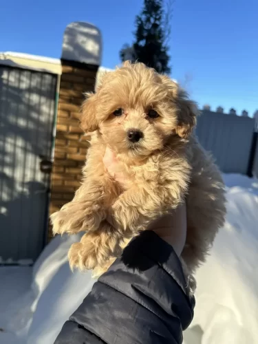 Мальчики мелкий стандарт