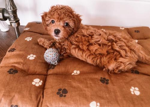 Наши выпускники