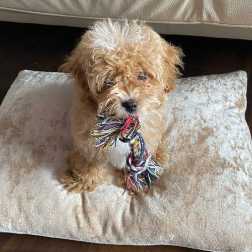 Мальтипу в Москве