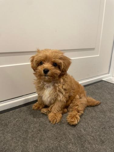 Наши выпускники 