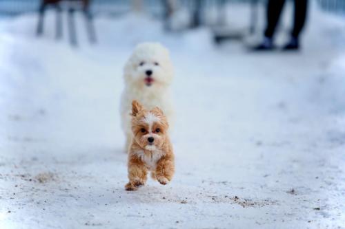Наши выпускники 