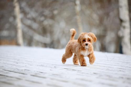 Наши выпускники 