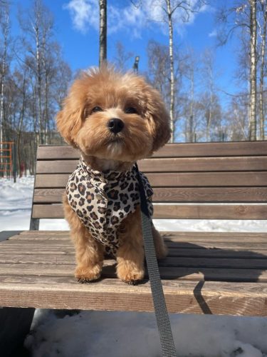 Наши выпускники