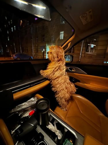 Наши выпускники