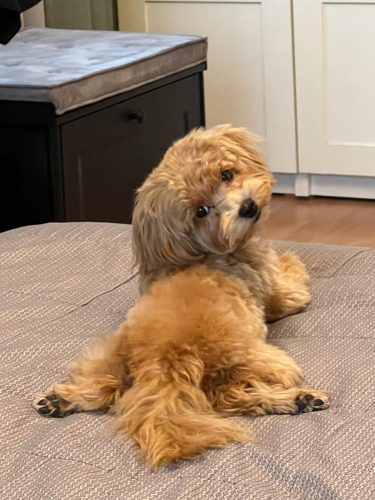 Наши выпускники