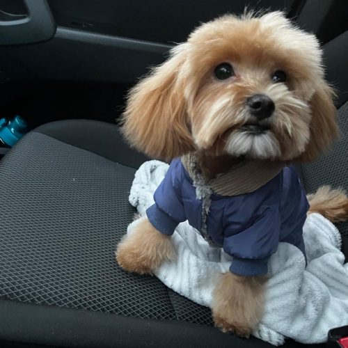 Наши выпускники