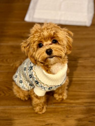 Наши выпускники