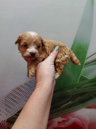 Мальчик мини