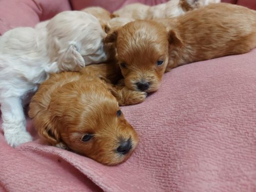 Малыши 1 месяц