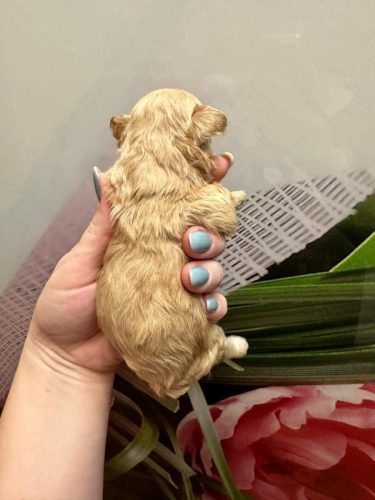 Девочка мини