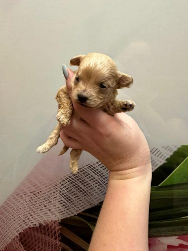 Девочка мини