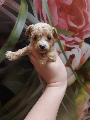 Девочка мини