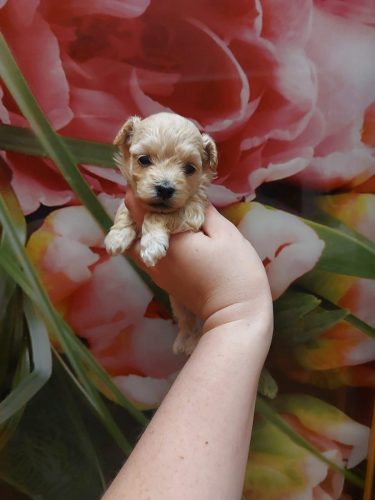 Девочка мини