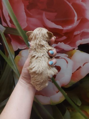 Мальчик мини