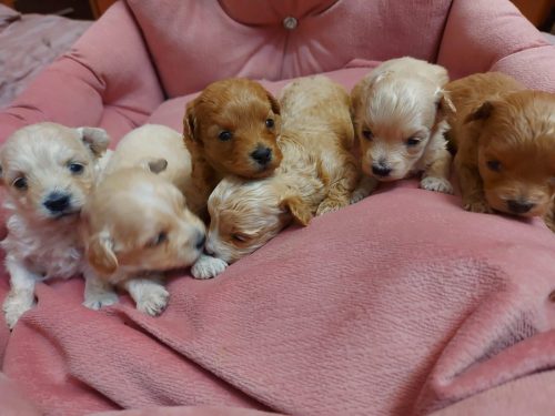 Малыши 1 мес