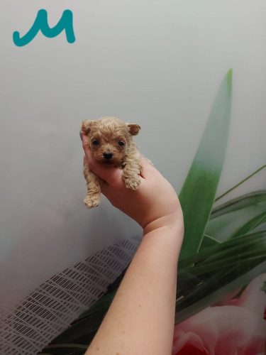 Мальчик мини