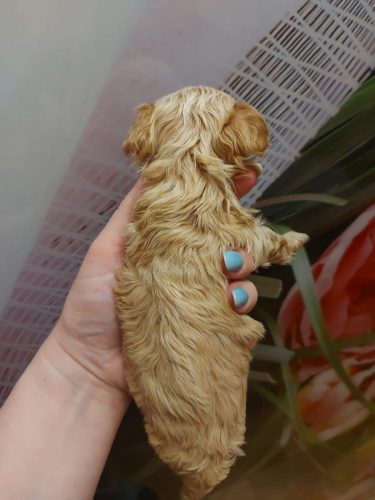 Мальчик мини