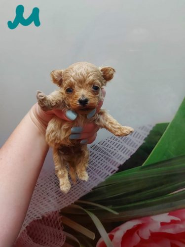 Мальчик мини