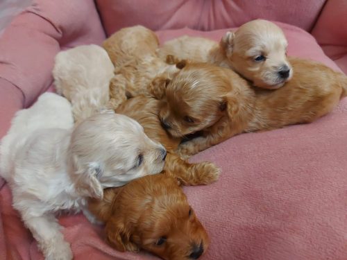 Малыши 1 месяц