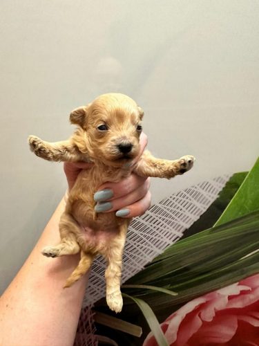 Девочка мини