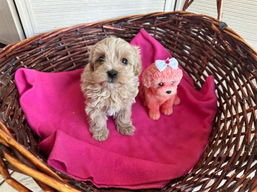 Наши выпускники