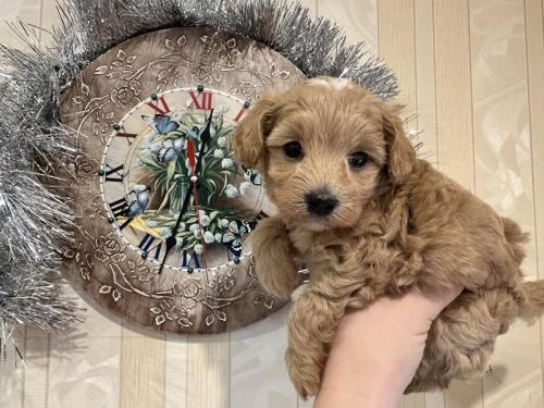 Наши выпускники