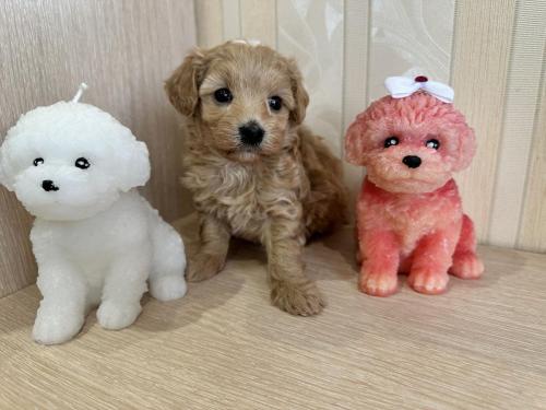 Наши выпускники