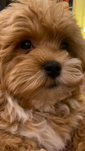 Наши выпускники