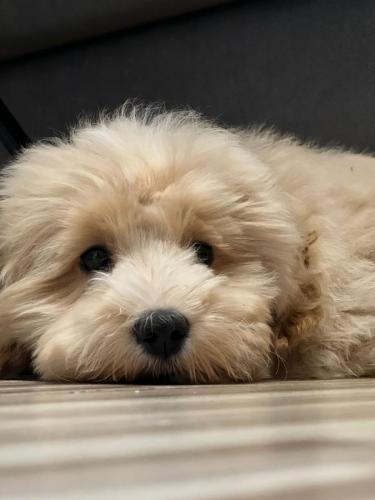 Наши выпускники