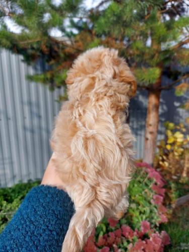 Щенки Мальтипу