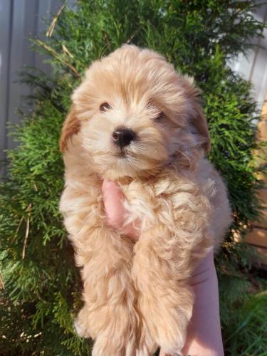 Щенки Мальтипу