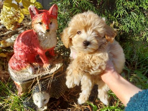 Щенки Мальтипу