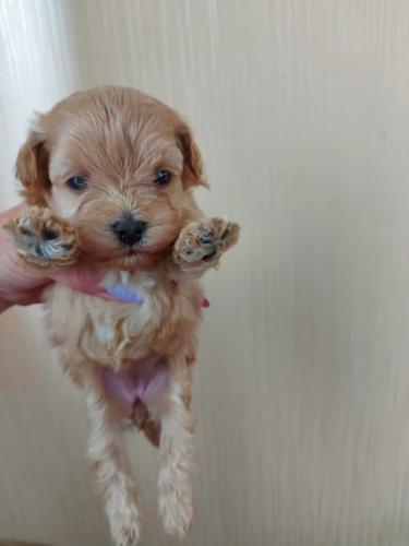 Щенки Мальтипу