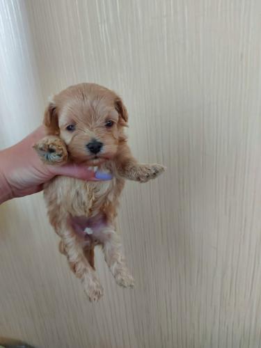 Щенки Мальтипу