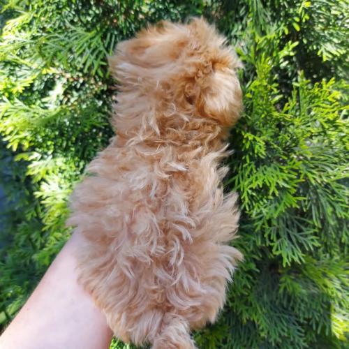 Щенки Мальтипу