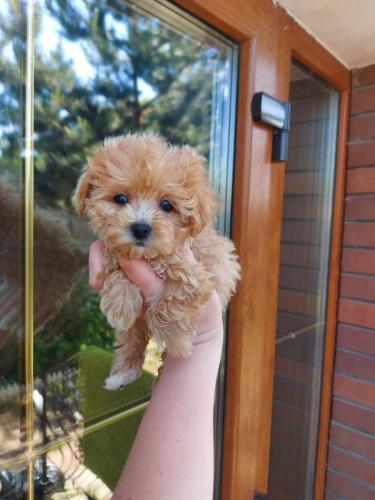 Щенки Мальтипу