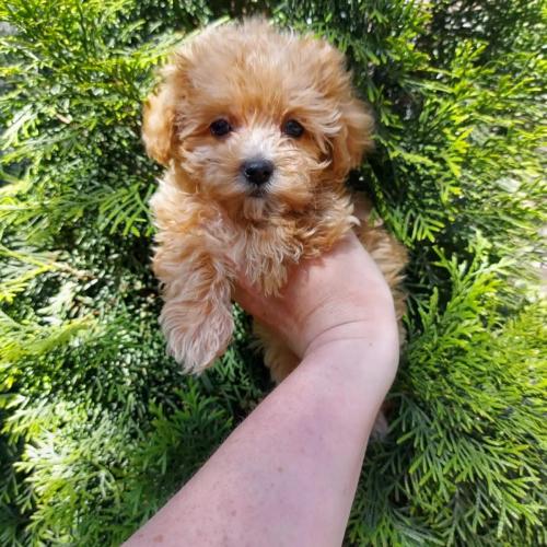 Щенки Мальтипу