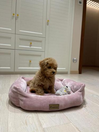 Наши выпускники