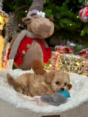 Наши выпускники 