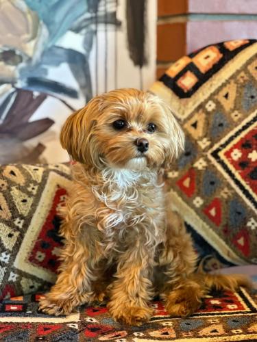 Наши выпускники