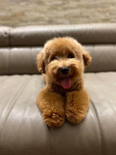 Наши выпускники