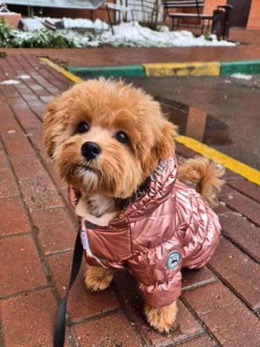 Наши выпускники