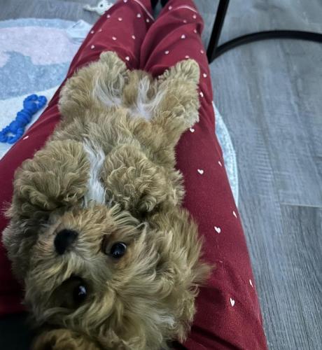 Наши выпускники