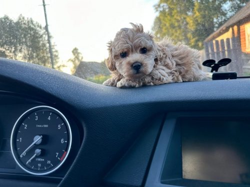 Наши выпускники