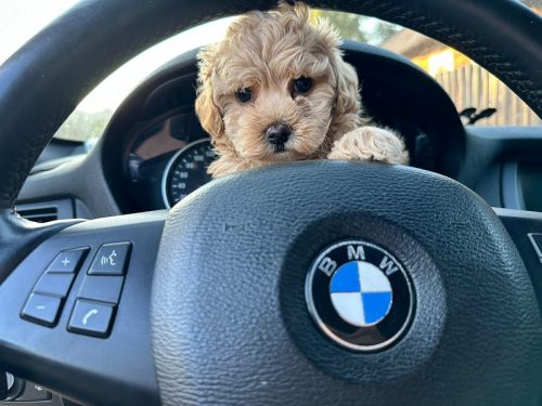 Наши выпускники