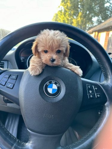 Наши выпускники